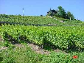 Vignes 1