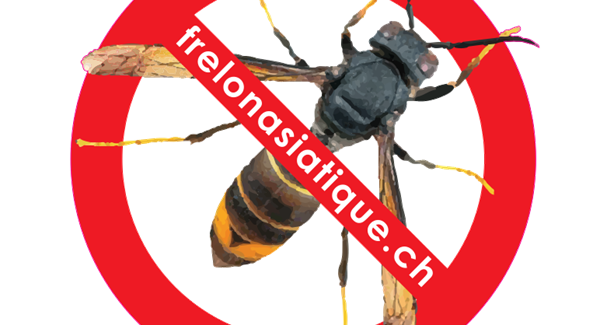 Image Frelon Asiatique