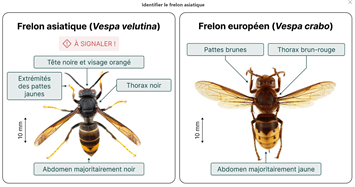 Frelon asiatique